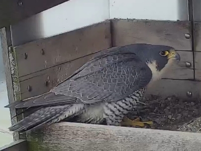 Providence Peregrine Live Stream